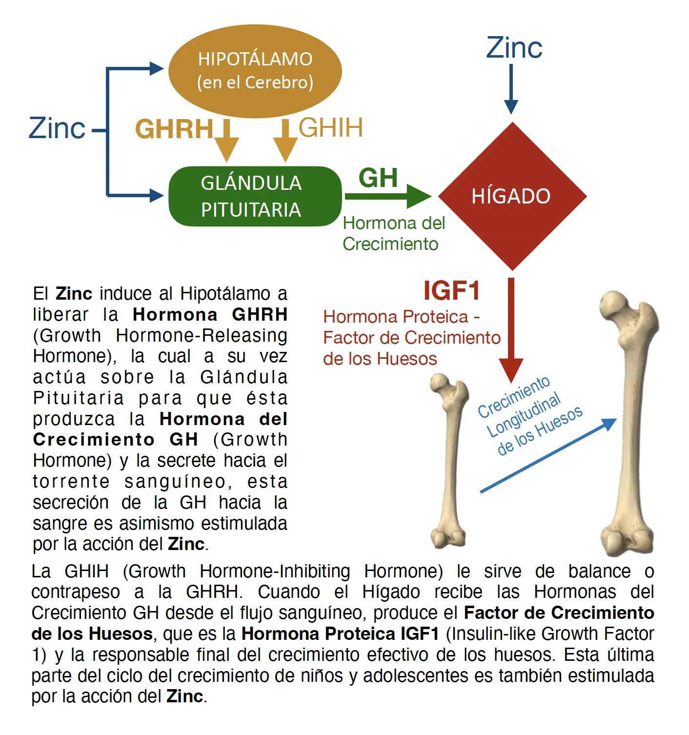 Diagrama de funcionamiento Zinc Crezzere Full Zinc