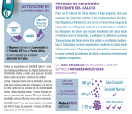CalciDEN Activo | Calcio 500 mg + Vitamina D3 y Magnesio | 60 Cápsulas - Imagen 3